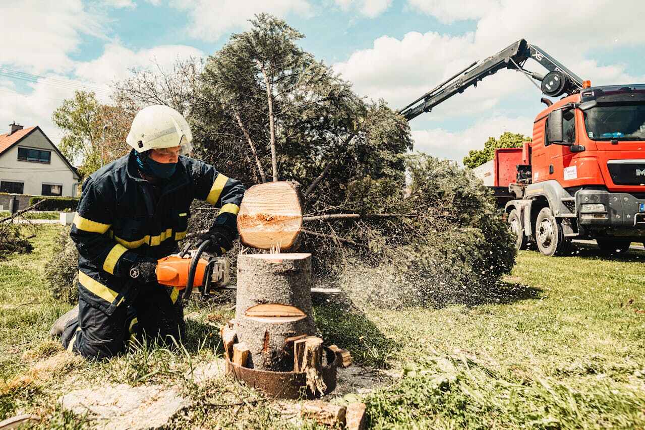 Emergency Storm Tree Removal in East Brewton, AL